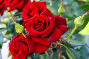 © iaroshenko / Fotolia